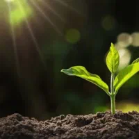 مشاور پاک (مخدر )