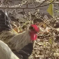 خروس لاری و خروس مشکی|حیوانات مزرعه|مشکین‌دشت, |دیوار