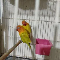 کوتوله برزیلی