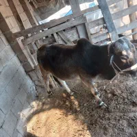 فروشی|حیوانات مزرعه|قشم, |دیوار