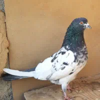 کبوترای اصیل قیمت تومتن نوشتم بخانید|پرنده|هشتگرد, ینگی امام|دیوار