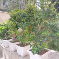 درختچه