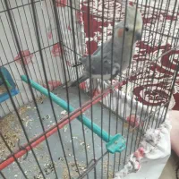 عروس هلندی|پرنده|کبودرآهنگ, |دیوار