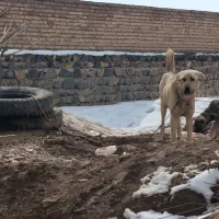 سگ عراقی پژدر|سگ|سلماس, |دیوار