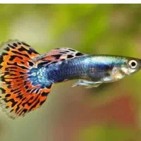 گپ تازه تاسیس خرید فروش ماهی