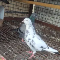 کبوتری پرشی