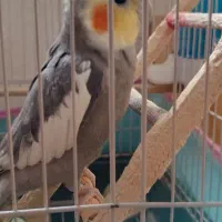 عروس هلندی کاملا رام و سخنگو