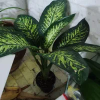 گل دیفن باخیا