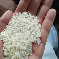 برنج ایرانی هاشمی