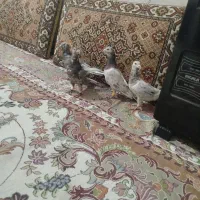 کفتر هفت رنگ