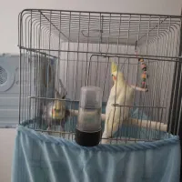 جفت عروس هلندی|پرنده|طبس, |دیوار