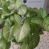 گل سینگونیوم