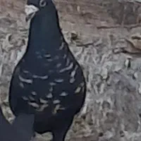 کفتر آلمانی