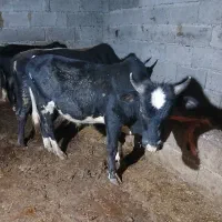 ورزا کوله گاو شکمدار