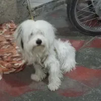 سگ پاکوتاه|سگ|شیراز, شهرک کوشکک|دیوار