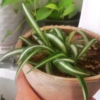 حراج گل گندمی