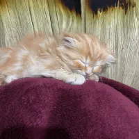 گربه|گربه|زرند, |دیوار