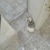 سگ ب فروش می‌رسد فوری