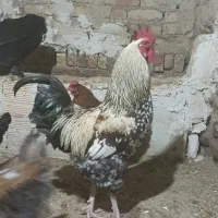 خروس محلی مرغ مرند و مرغ محلی تخمگذار