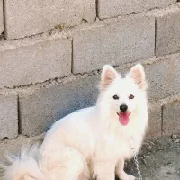 پامرین نر اصیل کمیاب|سگ|مشهد, امام خمینی|دیوار