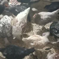 مرغ و بوقلمون