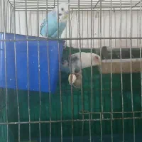 مرغ عشق فنچ