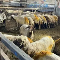 کوهستانی،پرواری،گوسفند زنده