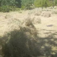 علف باغات بسته بندی دستی