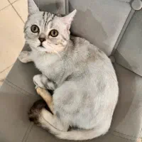 گربه اسکاتیش اصیل|گربه|کرج, اسدآباد|دیوار