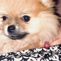 سگ/پامر/ماده|سگ|تهران, صادقیه|دیوار