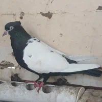 کبوترکفتر سینه ای دم|پرنده|اهواز, منبع اب|دیوار