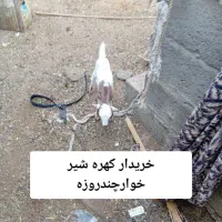 کهره شیرخوار