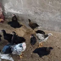 نیمچه مرغ و خروس|حیوانات مزرعه|تبریز, |دیوار