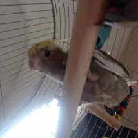 جفت عروس هلندی