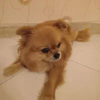 پامرین|سگ|ری, حمزهآباد|دیوار