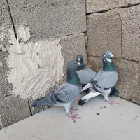 کفتر ماده پلاکی ذات مسافتی|پرنده|کربال, |دیوار