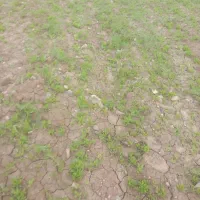 کارگربرای وجین با اکیپ وسایرکارها