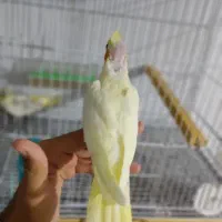 عروس هلندی دستی|پرنده|قوچان, |دیوار