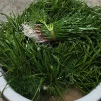پیچک مریوان
