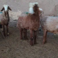 بره هترو بشرط آزمایش|حیوانات مزرعه|کوهسرخ, |دیوار