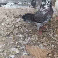 معاوضه با جوجه لاری