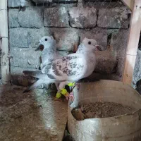 اسباب بازی کفتر|اسباب‌بازی بچه|تربت‌حیدریه, پائین ولایت|دیوار