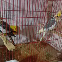 عروس هلندی
