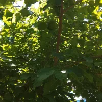کودگوسفندرایگان