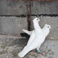 سفید کاکولی چشم کرمونی  نر
