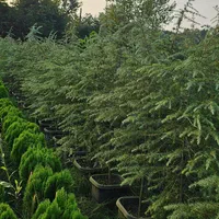 سدروس دئودورا آبی جعبه ای ریشه پرس|خدمات باغبانی و درختکاری|نوشهر, |دیوار