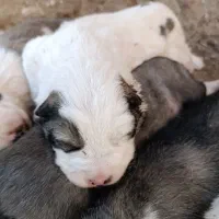 چهار عدد توله فروشی|سگ|زرندیه, |دیوار