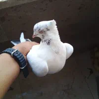 بشرط ساعت