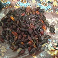 میوه گل نسترن