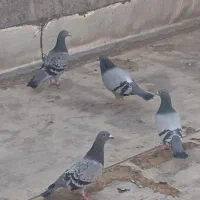 کبوتر پلاکی